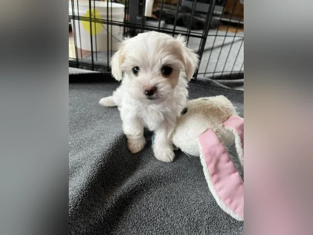 Bichon Maltais thumbnail 8