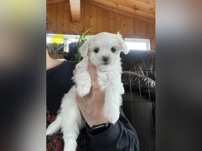 Bichon Maltais thumbnail 7