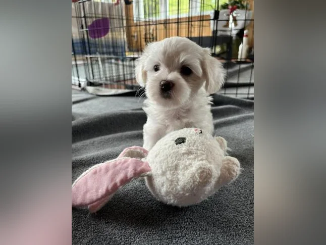 Bichon Maltais thumbnail 9