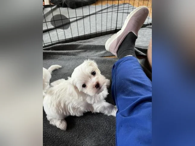 Bichon Maltais thumbnail 2