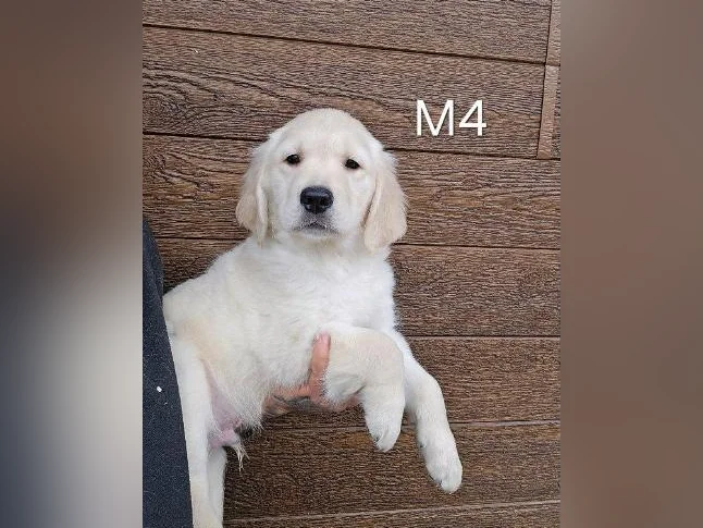 5 beau chiots golden retriever a vendre thumbnail 4