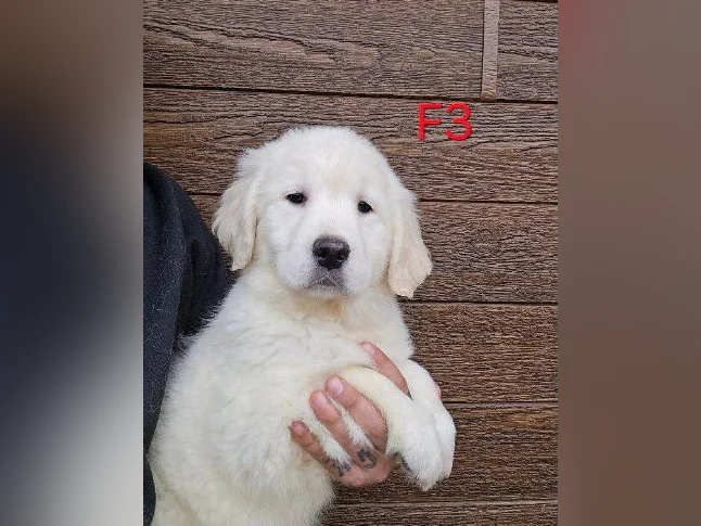 5 beau chiots golden retriever a vendre thumbnail 5