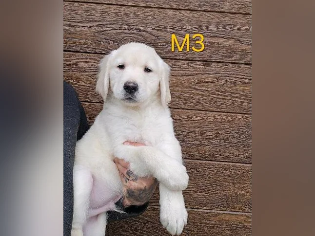 5 beau chiots golden retriever a vendre thumbnail 3