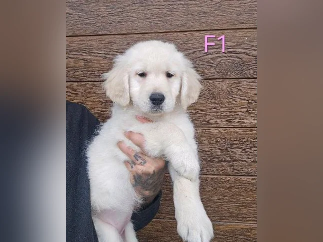 5 beau chiots golden retriever a vendre