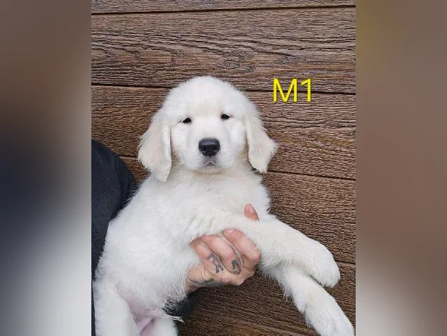 5 beau chiots golden retriever a vendre thumbnail 2