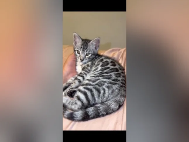 BENGALS ready for LOVE
