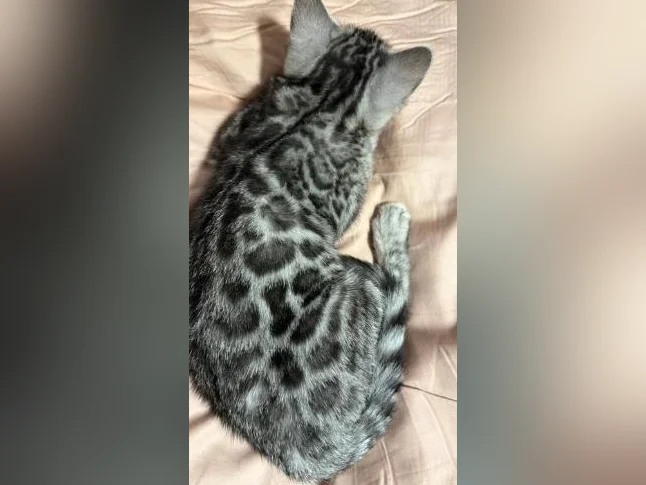 BENGALS ready for LOVE thumbnail 4