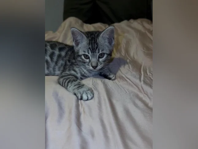 BENGALS ready for LOVE thumbnail 2