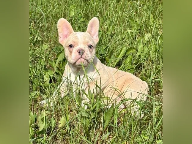 2 femelles bouledogues français une crème et une Lilac