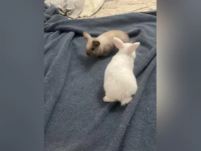 Bébés lapins femelles nains bélier de deux mois thumbnail 6