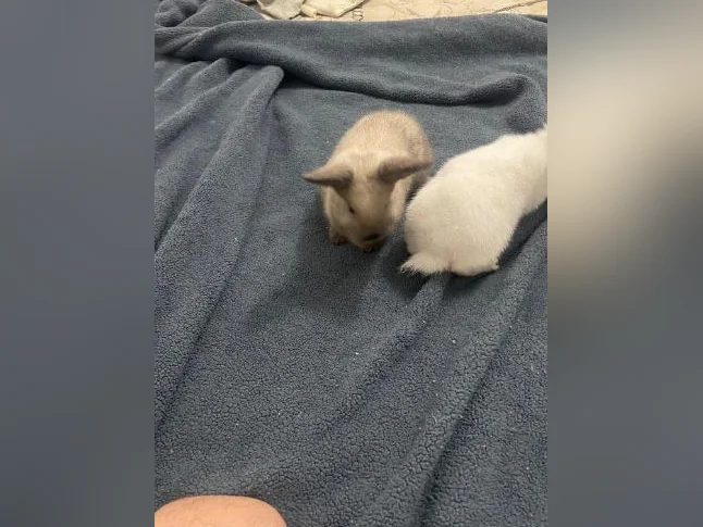 Bébés lapins femelles nains bélier de deux mois thumbnail 7
