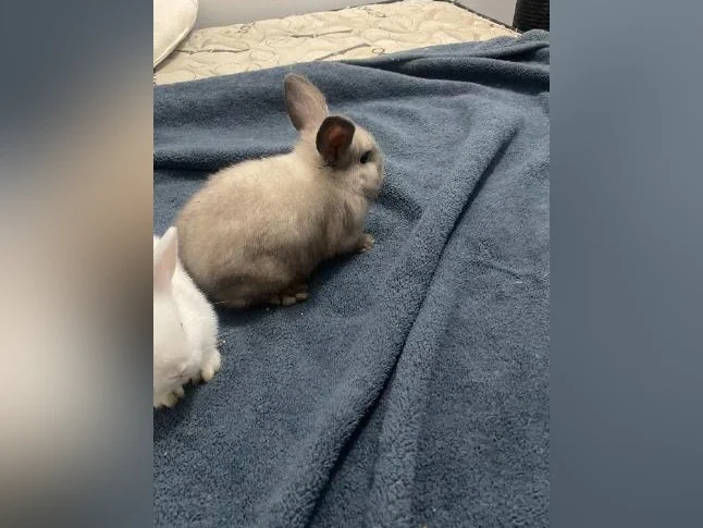 Bébés lapins femelles nains bélier de deux mois