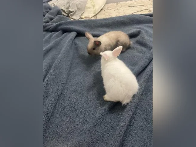 Bébés lapins femelles nains bélier de deux mois thumbnail 5