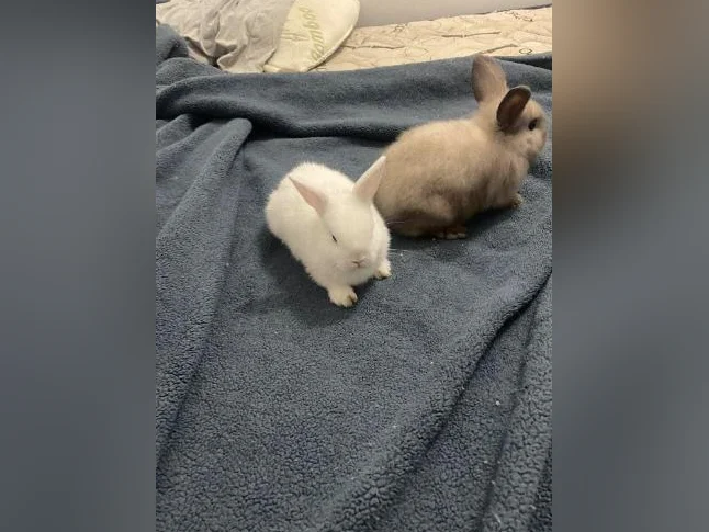 Bébés lapins femelles nains bélier de deux mois thumbnail 4
