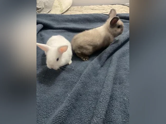 Bébés lapins femelles nains bélier de deux mois thumbnail 2