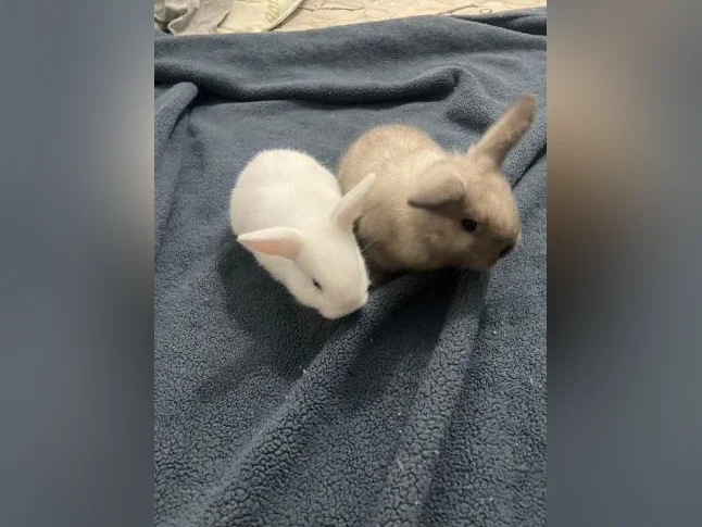 Bébés lapins femelles nains bélier de deux mois thumbnail 3