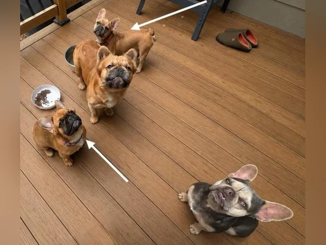 Bouledogues Français – Disponibles thumbnail 2