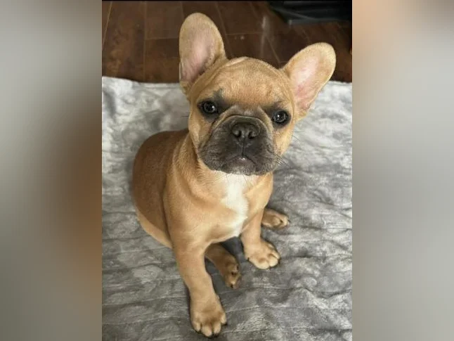 Bouledogues Français – Disponibles thumbnail 7