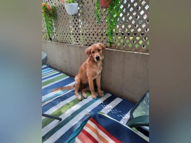 Golden Retriever a vendre