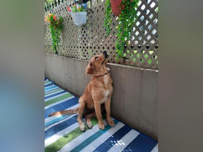 Golden Retriever a vendre thumbnail 2