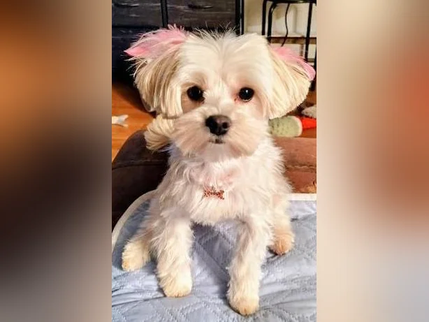 Recherche petit male Morkie