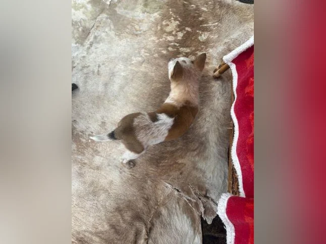 RÉSERVÉ 🥰Chiot mâle croisé shetland et bouvier australien thumbnail 4
