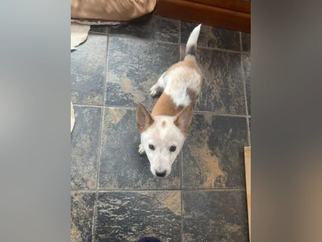 RÉSERVÉ 🥰Chiot mâle croisé shetland et bouvier australien thumbnail 3