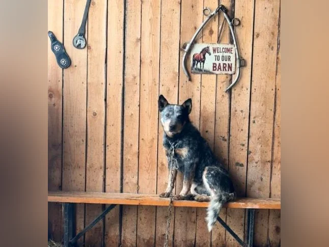 RÉSERVÉ 🥰Chiot mâle croisé shetland et bouvier australien thumbnail 6