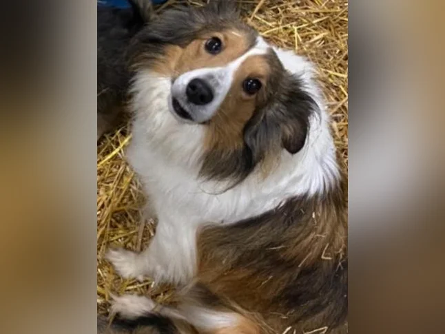 RÉSERVÉ 🥰Chiot mâle croisé shetland et bouvier australien thumbnail 5