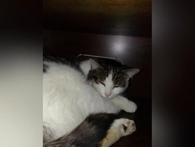 Chatte recherche une famille thumbnail 3