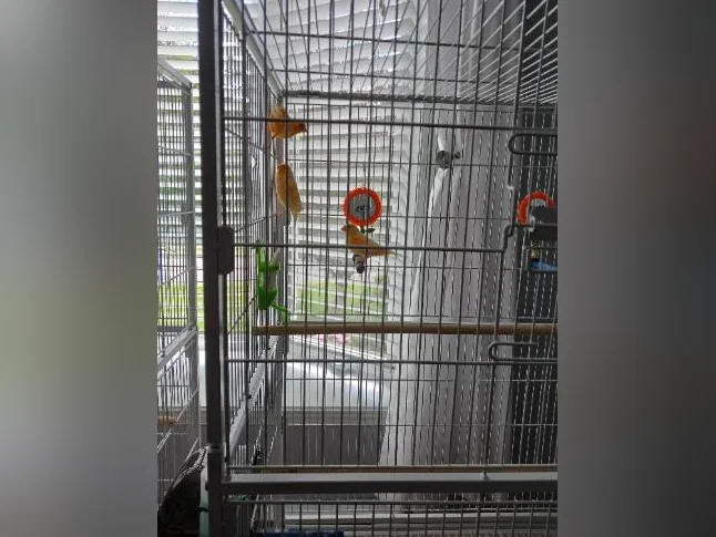 Canari Mozaique Mâle