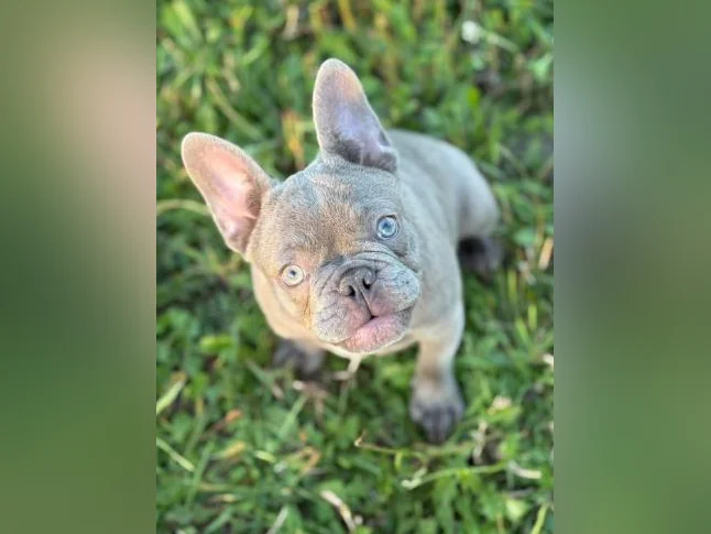 1 femelle bouledogue français