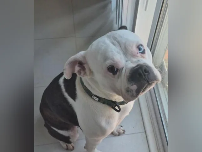 Chien mâle 4 ans 1/2