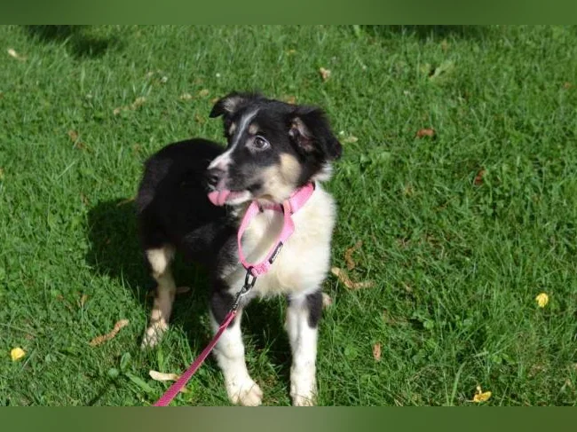 Chiot FEMELLE Berger croisé thumbnail 3