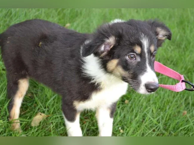 Chiot FEMELLE Berger croisé thumbnail 2