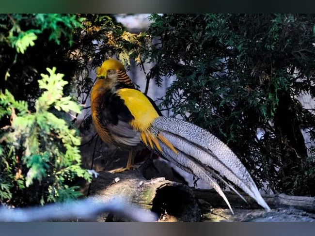 Faisans Vénéré, Faisans Argenté , Faisans Yellow thumbnail 4