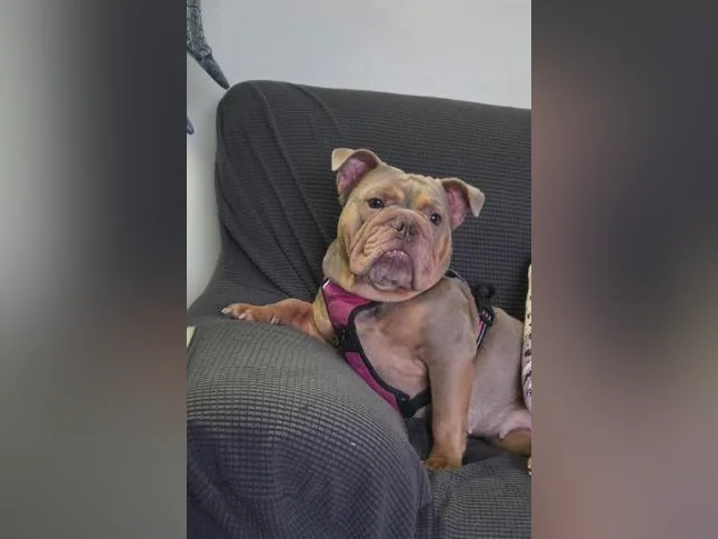 Bulldog