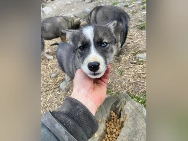 Chiot husky/Alaskan thumbnail 7