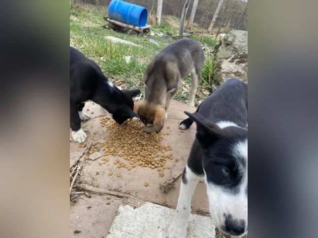 Chiot husky/Alaskan thumbnail 2