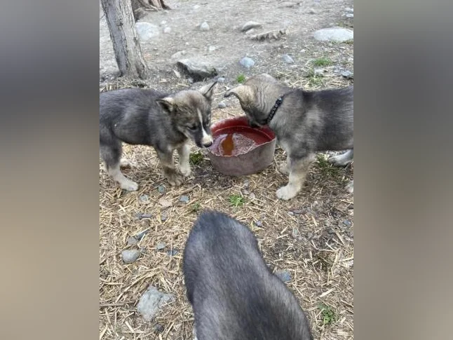 Chiot husky/Alaskan thumbnail 6