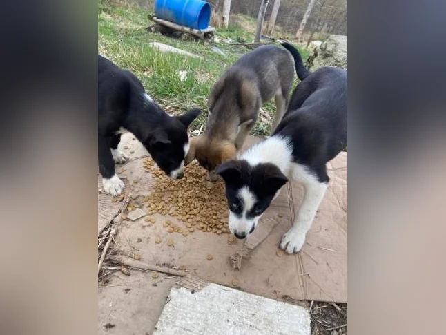 Chiot husky/Alaskan thumbnail 3