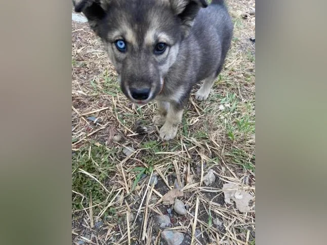Chiot husky/Alaskan thumbnail 4