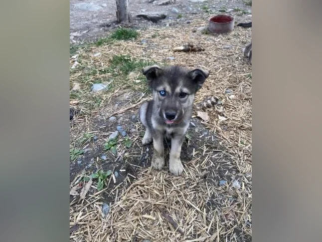 Chiot husky/Alaskan thumbnail 9