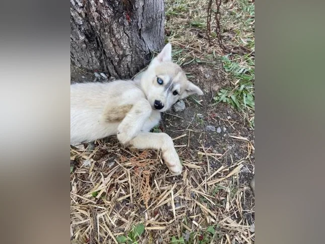 Chiot husky/Alaskan thumbnail 8