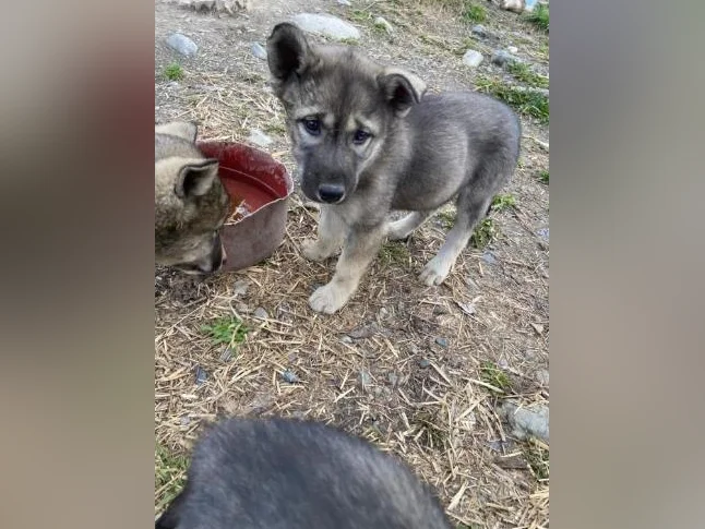 Chiot husky/Alaskan thumbnail 5