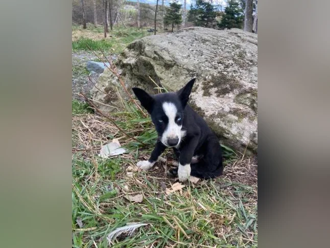 Chiot husky/Alaskan