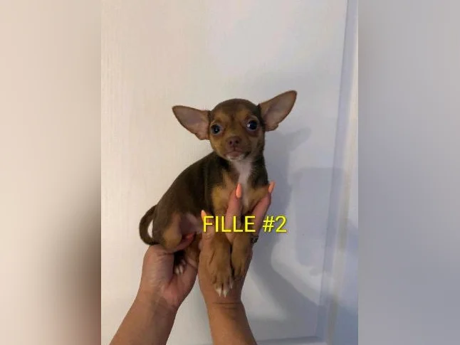 ❤️ chihuahua prêt à partir ❤️ thumbnail 3