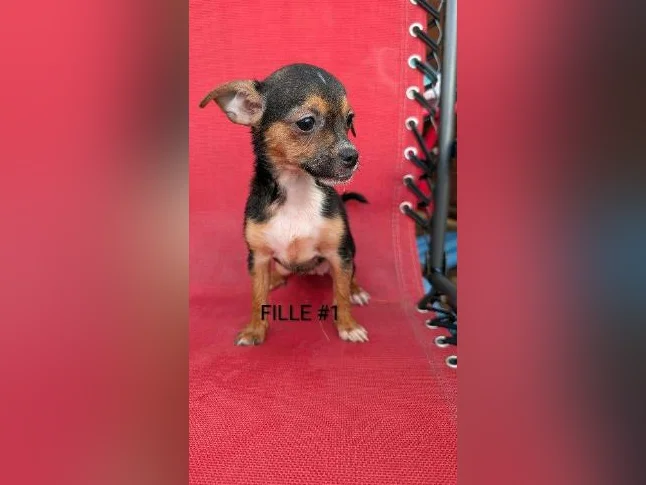 ❤️ chihuahua prêt à partir ❤️ thumbnail 2