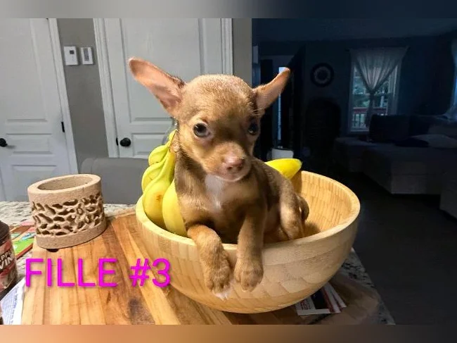 ❤️ chihuahua prêt à partir ❤️