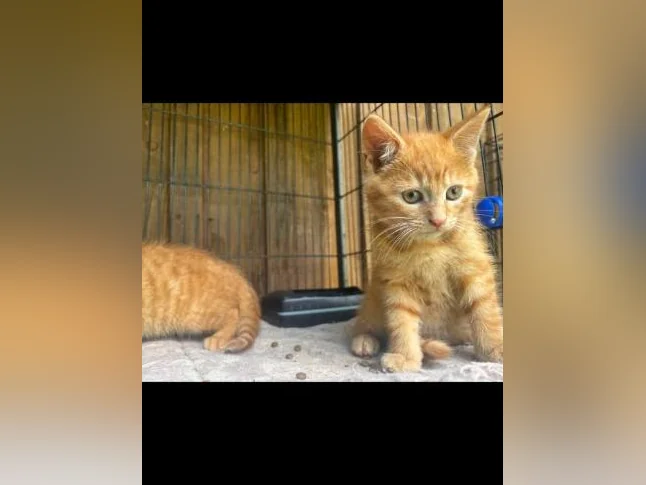 CHATON 9 SEMAINES, à donner thumbnail 3